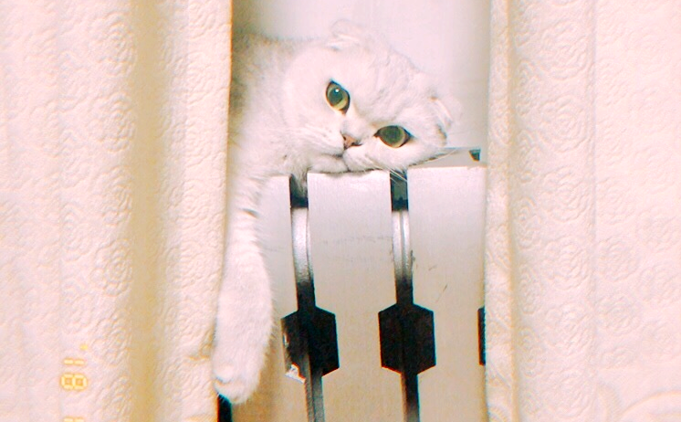 暖气片好不好,冬季过冬神器,暖气片 宠物